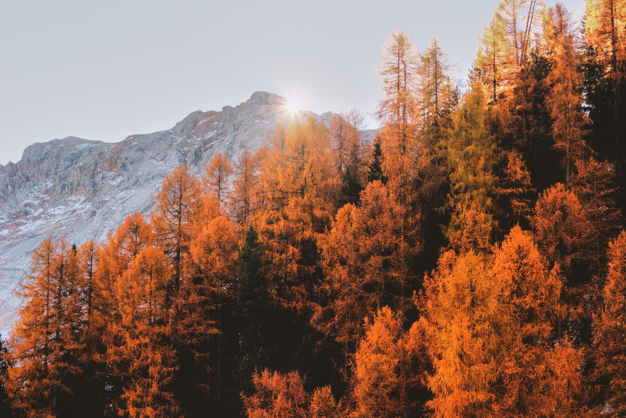 Nebliger Nadelwald im Herbst